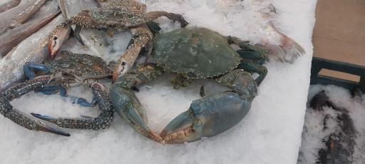 عکس ماهی سرای نیلگون