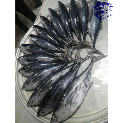 عکس ماهی سرای نیلگون