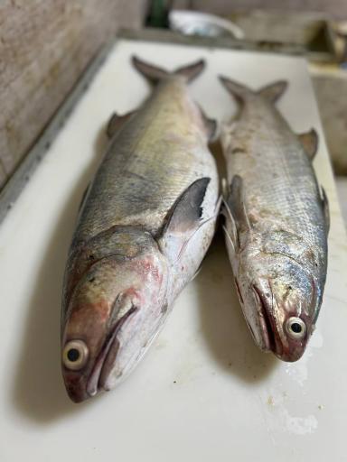 عکس ماهی سرای نیلگون