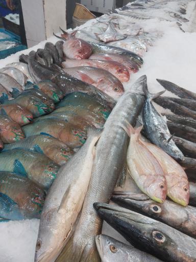 عکس ماهی سرای نیلگون