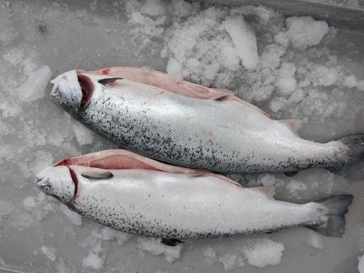 عکس ماهی سرای نیلگون