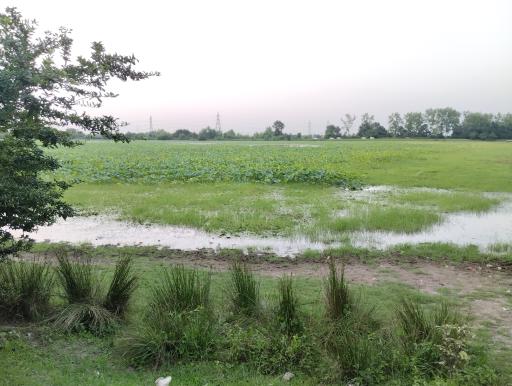 عکس تالاب فصلی فشتام