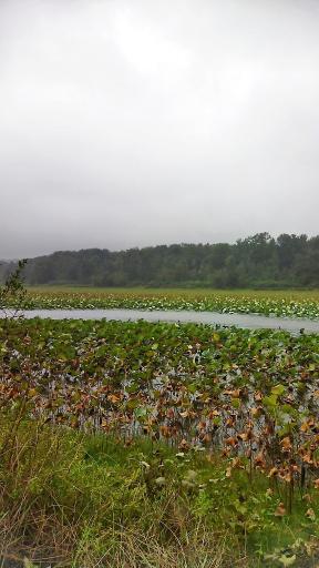 عکس تالاب فصلی فشتام