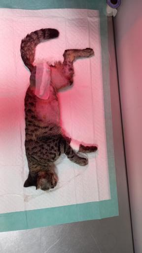 عکس کلینیک دامپزشکی دکتر لطیفی