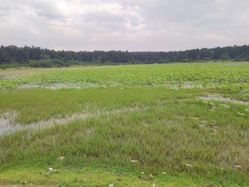 عکس تالاب فصلی فشتام