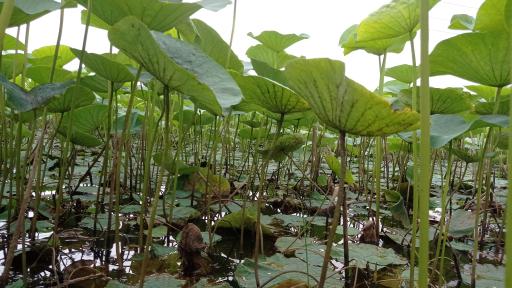 عکس تالاب فصلی فشتام