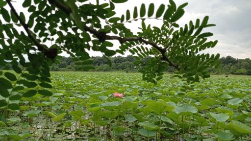 عکس تالاب فصلی فشتام