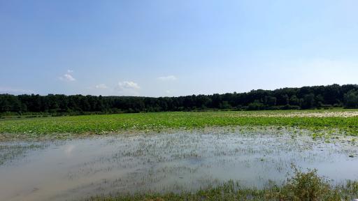 عکس تالاب فصلی فشتام