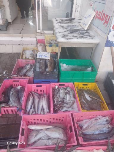 عکس ماهی سرای نیلگون