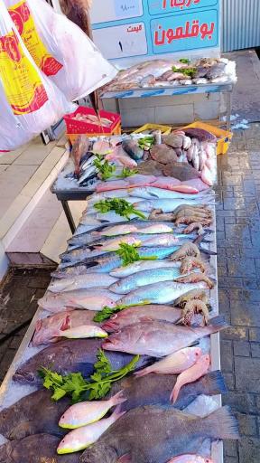 عکس ماهی سرای نیلگون