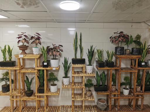 عکس قصر گل میخک (پخش گل غرب شعبه2)