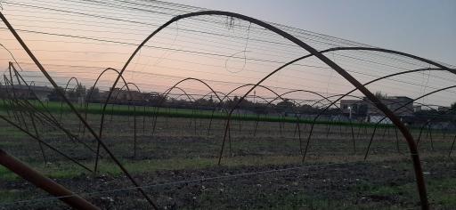 عکس گلخانه خیار باباپور