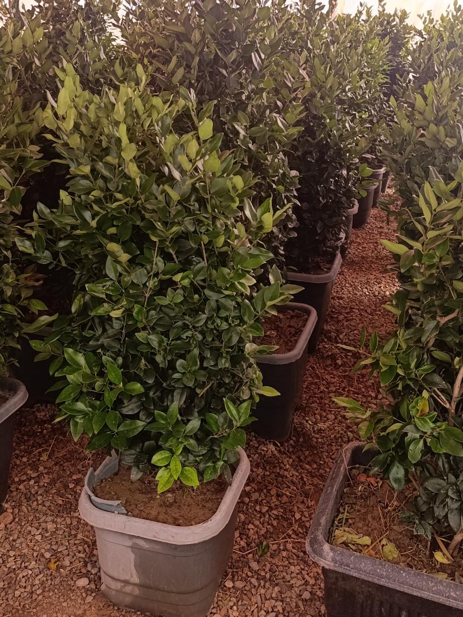 عکس نهالستان البرز