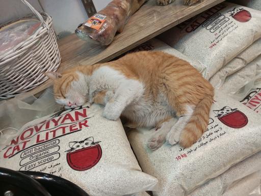 عکس کلبه حیوانات