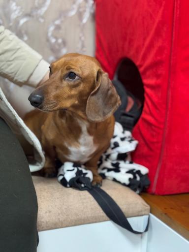 عکس درمانگاه دامپزشکی پت لایف 