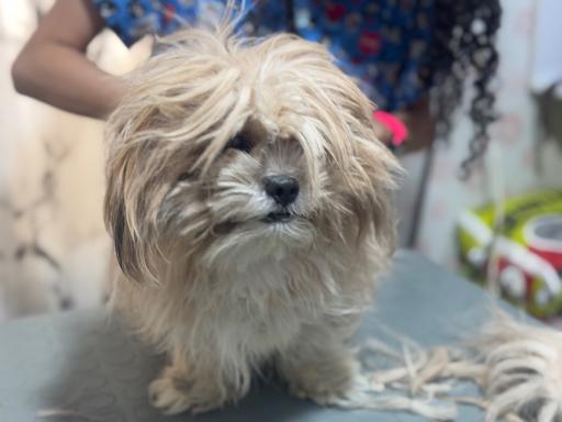 عکس درمانگاه دامپزشکی پت لایف 