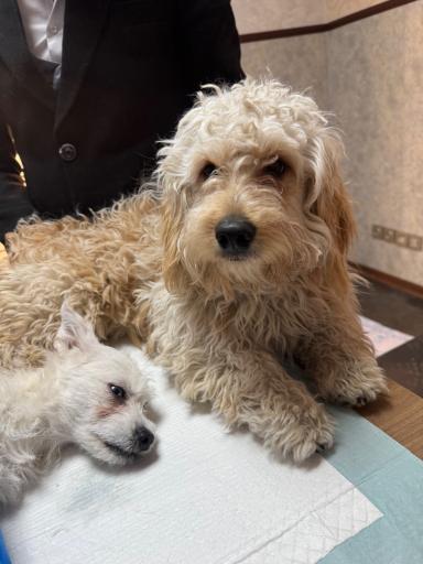 عکس درمانگاه دامپزشکی پت لایف 