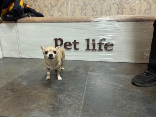 عکس درمانگاه دامپزشکی پت لایف 