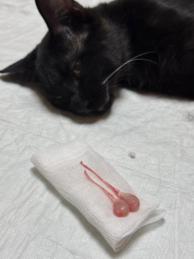 عکس درمانگاه دامپزشکی پت لایف 