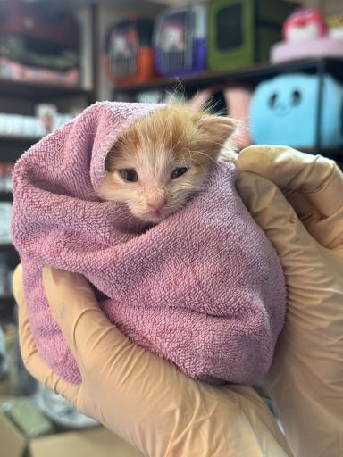 عکس درمانگاه دامپزشکی پت لایف 