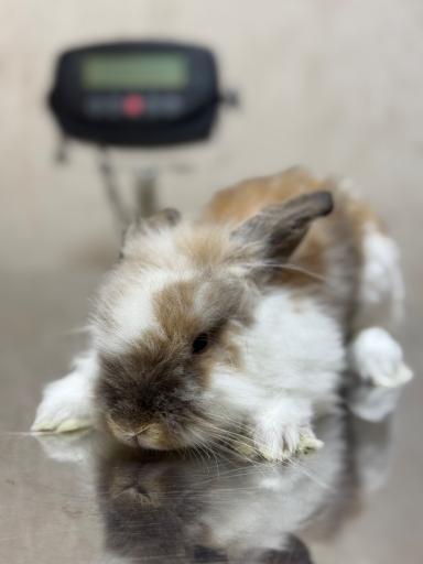 عکس درمانگاه دامپزشکی پت لایف 