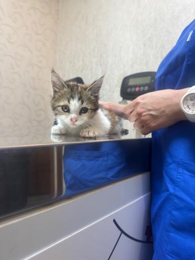 عکس درمانگاه دامپزشکی پت لایف 