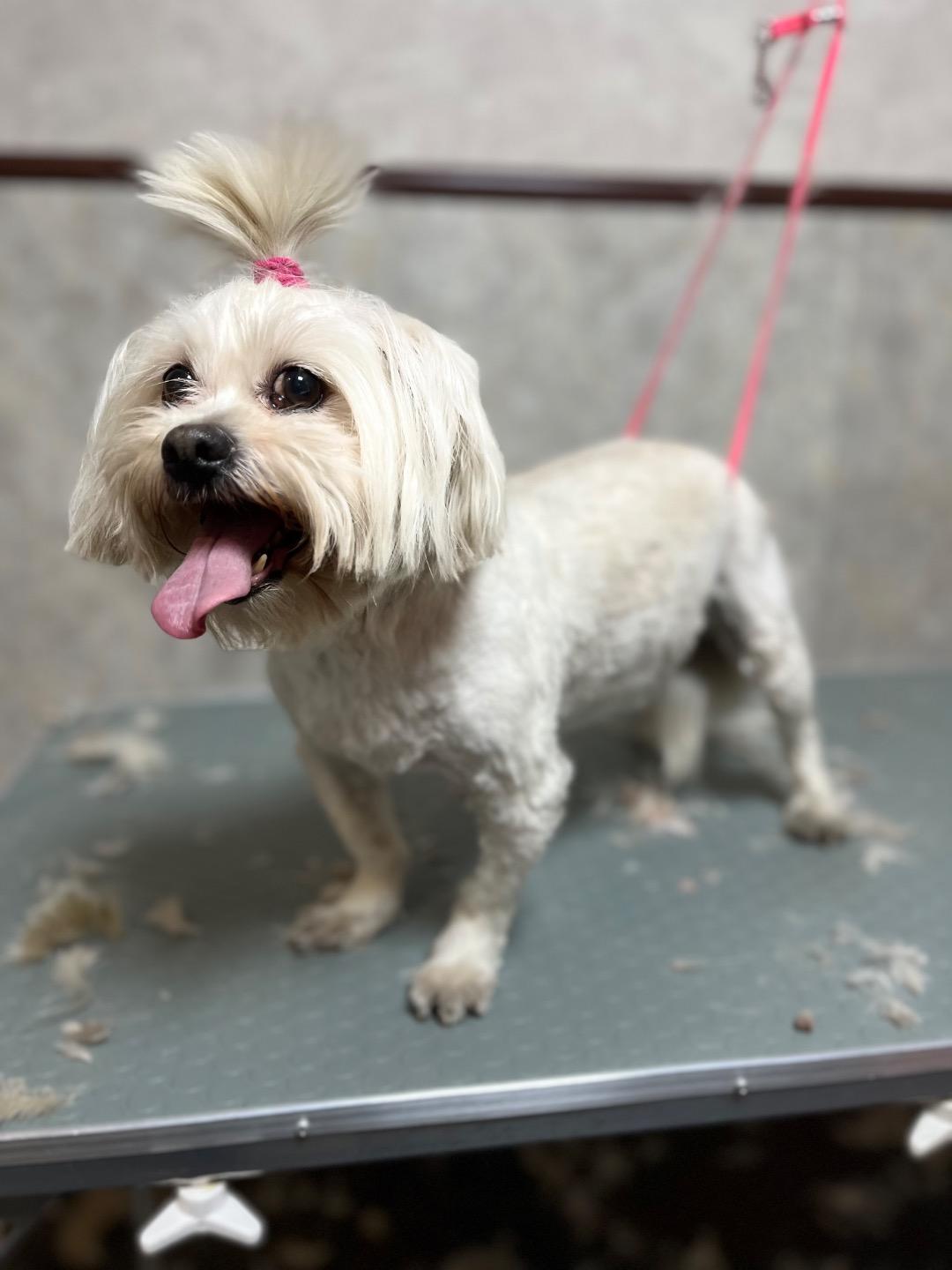 عکس درمانگاه دامپزشکی پت لایف 