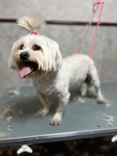 عکس درمانگاه دامپزشکی پت لایف 