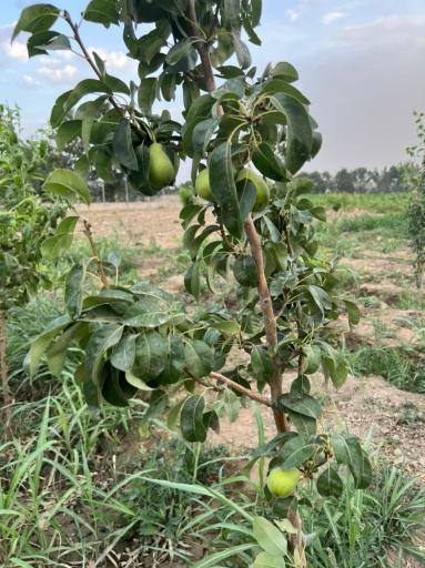 عکس باغچه فریدون