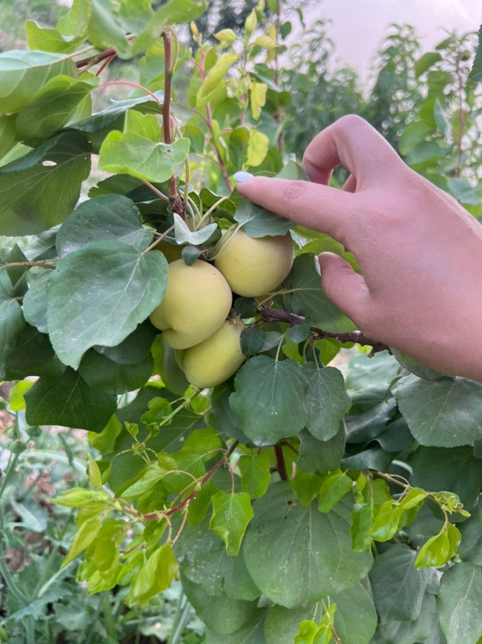 عکس باغچه فریدون