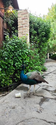 عکس باغ فردوس ساری