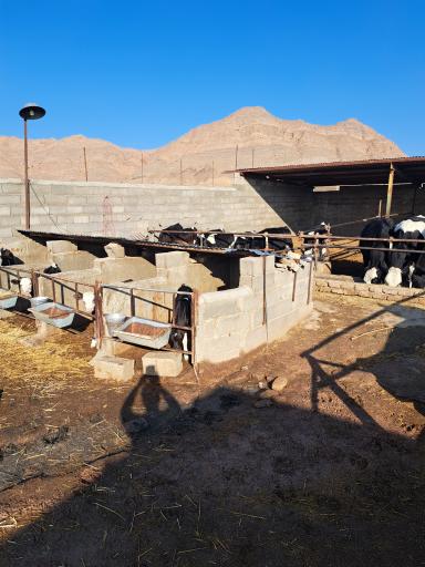 عکس لبنیات محلی شهر ما 