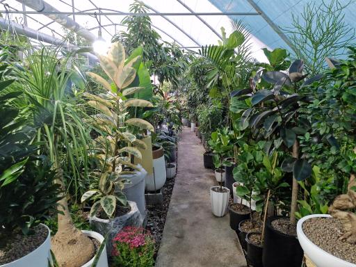 گلخانه بهشت دیلمان