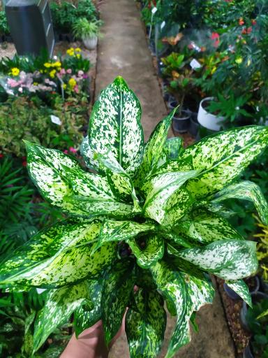 عکس گلخانه گلستان 