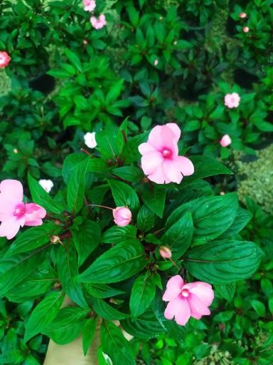 عکس گلخانه گلستان 