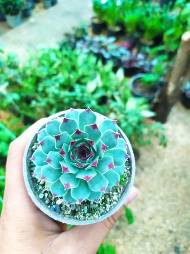 عکس گلخانه گلستان 