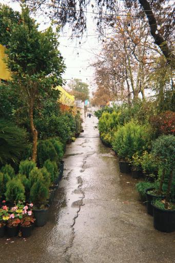 عکس گلخانه گلستان 