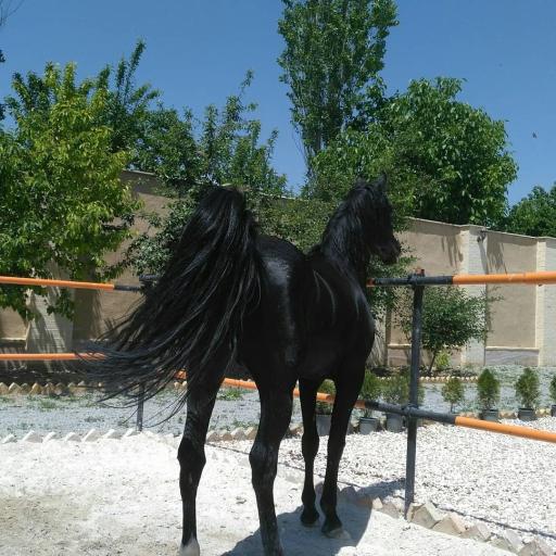 عکس مجموعه بوم‌گردی و سوارکاری پرنیان گلپا