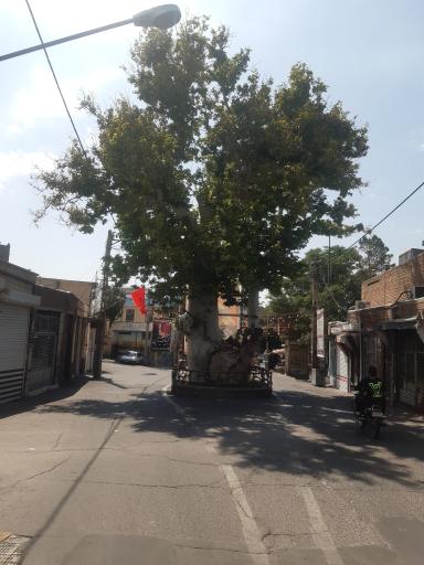 عکس درخت تاریخی چنار اسکو