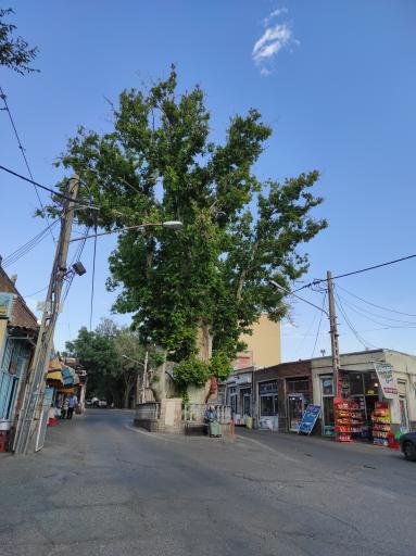 عکس درخت تاریخی چنار اسکو