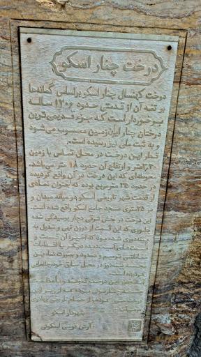 عکس درخت تاریخی چنار اسکو