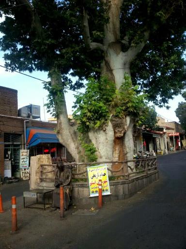 عکس درخت تاریخی چنار اسکو