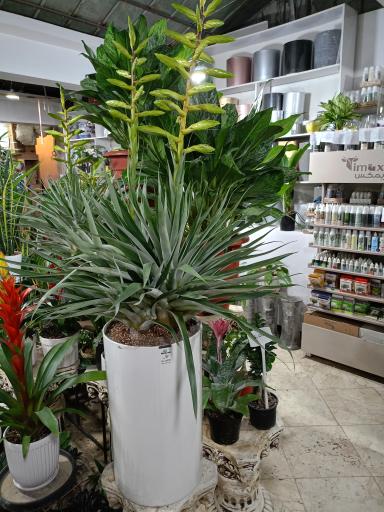 عکس خانه گل