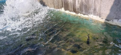 عکس بازار ماهی قیزیل بالیق سیزن