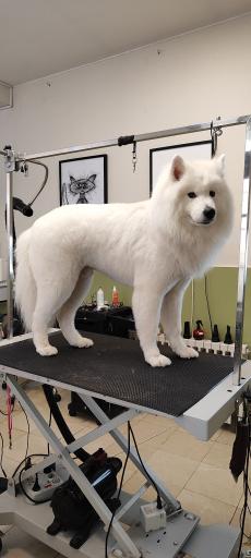 عکس پرهام گرومر