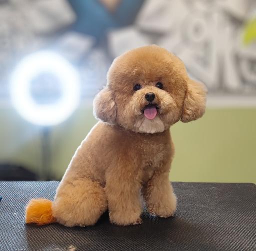 عکس پرهام گرومر