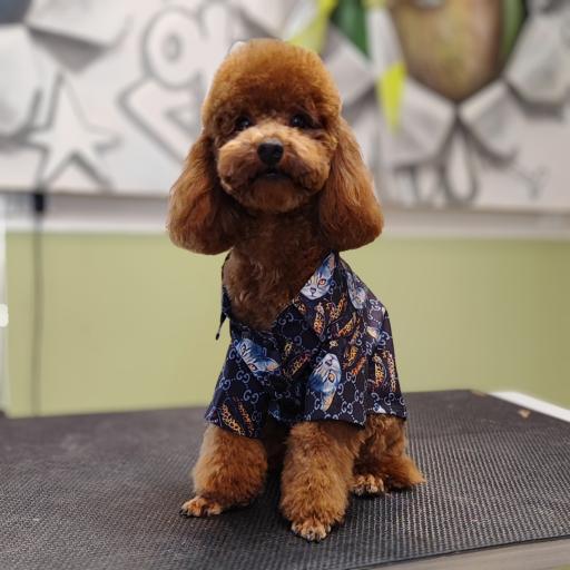 پرهام گرومر