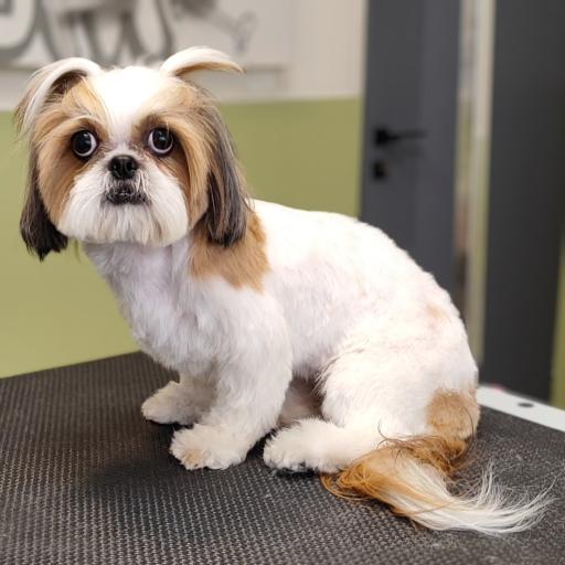 عکس پرهام گرومر