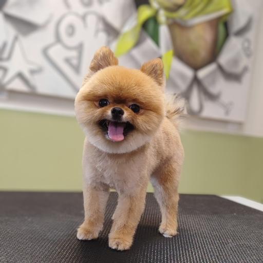 پرهام گرومر