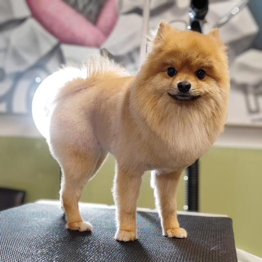 عکس پرهام گرومر